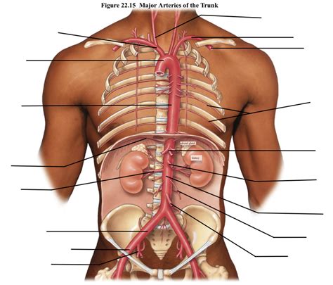 major arteries of the trunk Diagram | Quizlet