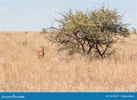 Male Steenbok Antelope stock image. Image of campestri - 75574397