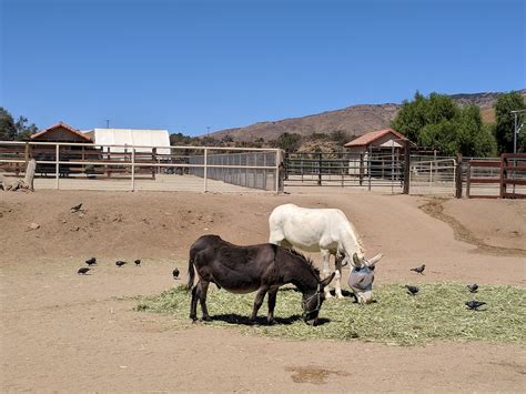 Farm Sanctuary - Explore The Plant-Powered World