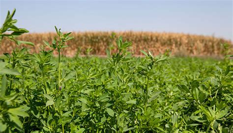 Alfalfa nitrogen credits are a no-brainer | Hay and Forage Magazine