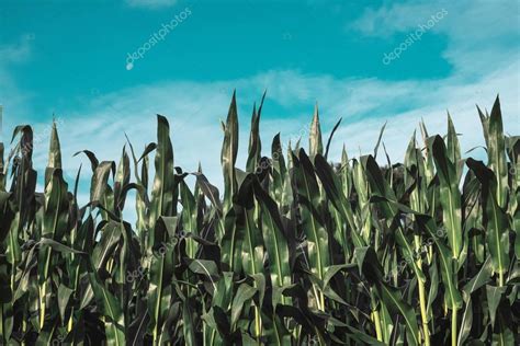 Corn field against sky — Stock Photo © ysbrand #163233064