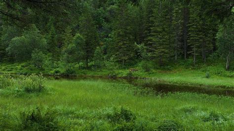 Birds chirping in the summer forest. 8 hours of relaxing bird sounds ...