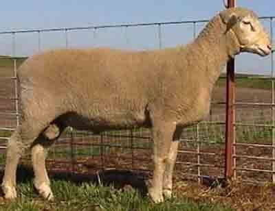 Polypay Sheep | Sheep breeds, Sheep, Breeds