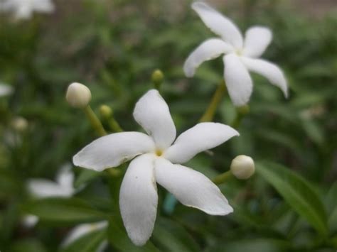 #36 Sampaguita flowers | Sampaguita, Flower logo, Flowers