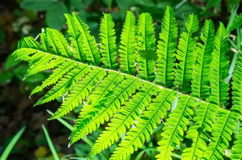 Fern is a Member of a Group of Vascular Plants that Reproduce by Spores ...