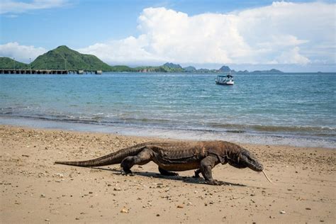 Komodo Island Indonesia: National Park & Dragon Tour – Dear Indonesia