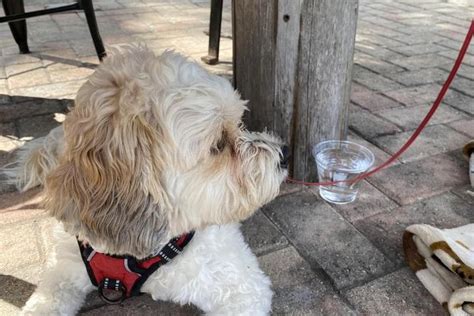 Dog Friendly Restaurants in Homosassa, FL - BringFido