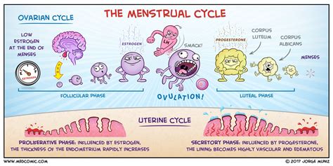 The Menstrual Cycle | Medcomic