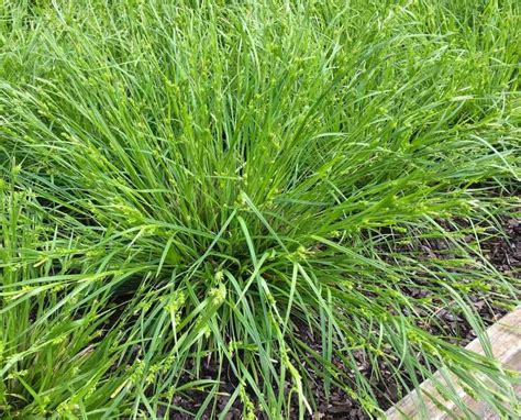 Build a Foundation for Your Garden Design with Native Sedges