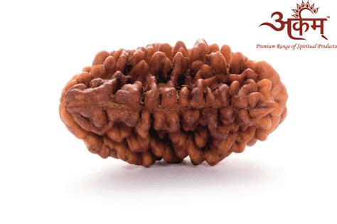 Buy ARKAM Premium 1 Mukhi Rudraksha Kaju Dana /Original One Mukhi ...