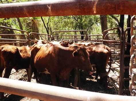 Kimberley Cattle Stations - Adventure Wild Kimberley Tours