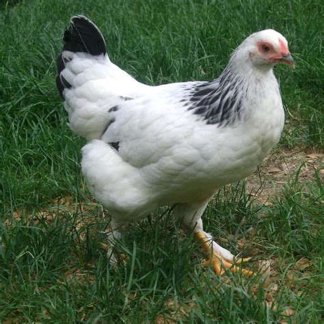 Pam's Backyard Chickens: Brahma Chicken - Breed Spotlight