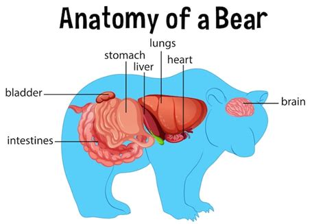 Free Vector | Diagram showing internal organs of a bear