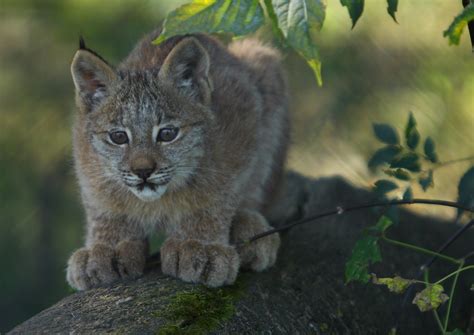 Baby Lynx | A young Lynx cub, taken at the Winnipeg Zoo on S… | Flickr