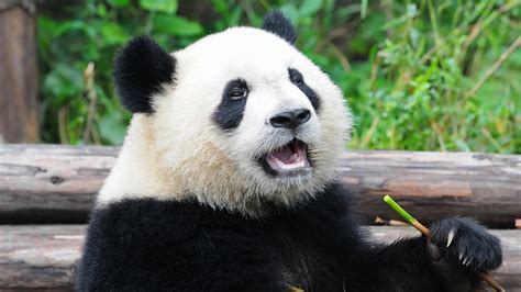 How Many Pandas Are Left 2024 - Ibby Stoddard