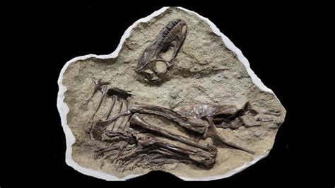 Tyrannosaur Ate Baby Dino Drumsticks Before It Died, Stunning Fossil Reveals