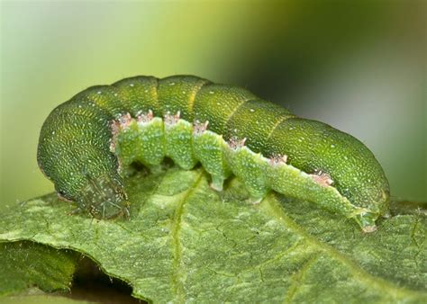 Spodoptera exigua - Southwest Moths