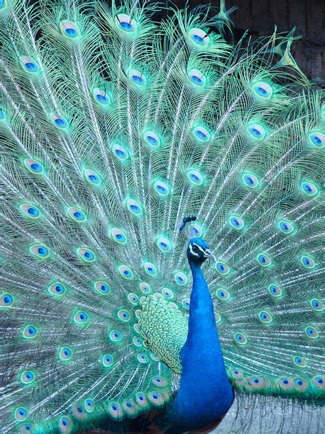 pink peacock | I Love Pink | Pinterest | Pink peacock, Peacocks and Bird