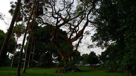 Cameroon.16 Limbe botanical garden | Pony in Africa