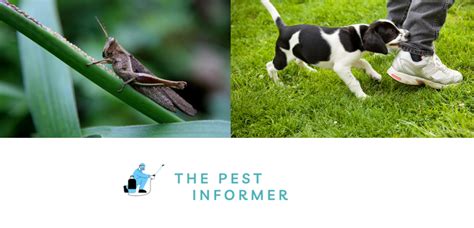 Do Crickets Bite Humans? - Are They Harmful? - The Pest Informer