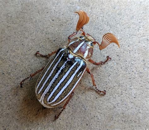 Ten-lined June Beetle: Identification, Life Cycle, Facts & Pictures