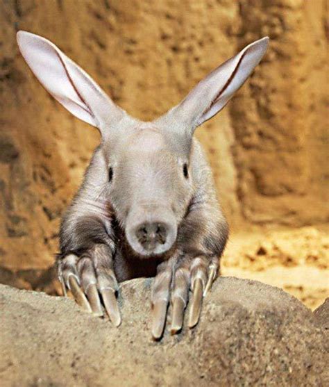 22. Aardvark: 'Truly there is nothing like an aardvark. As if its ...