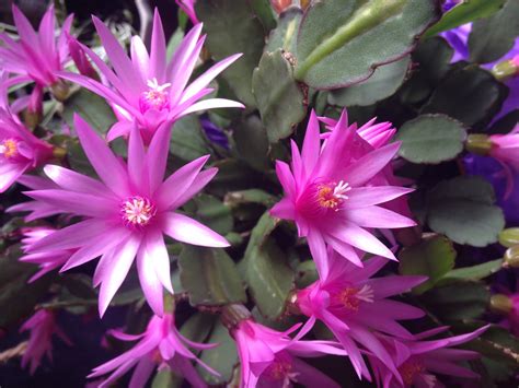 Pink Easter Cactus Flowers Free Stock Photo - Public Domain Pictures