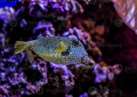 Boxfish in the aquarium 20757729 Stock Photo at Vecteezy