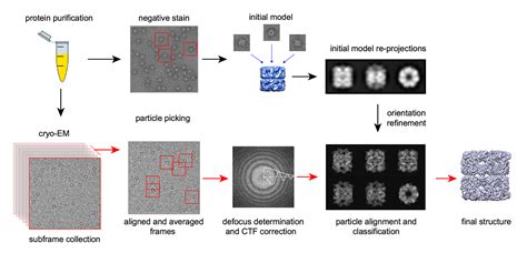 Protein Structure Analysis Using Single Particle Cryo-EM for Coronavirus Research - Creative ...