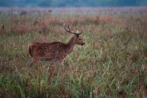 Indian spotted deer stock image. Image of spotted, keoladeo - 137120309