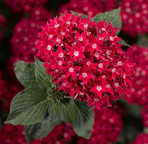 Starcluster red penta | Annual plants, Pentas flower, Wonderful flowers