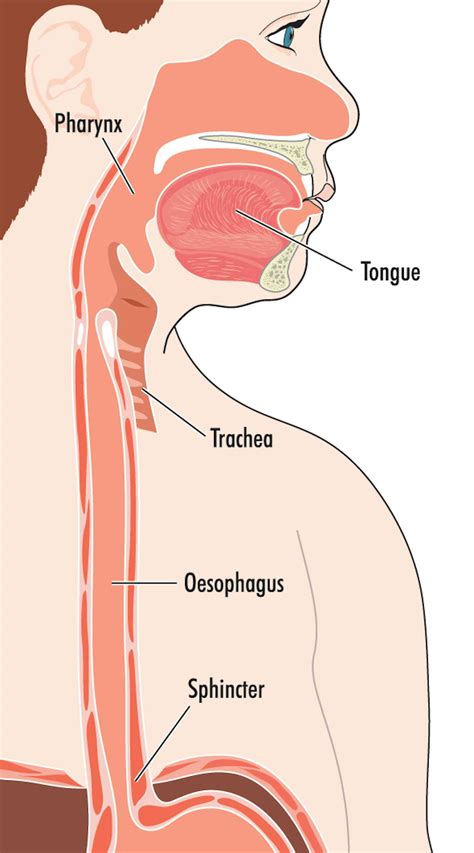 Curious Kids: why do we burp?