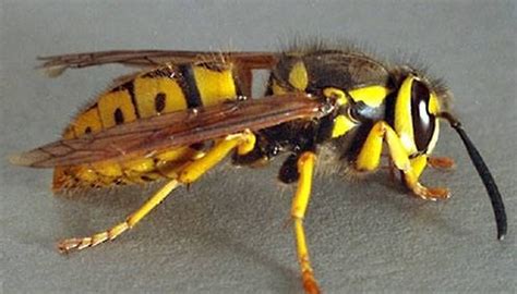 The Difference Between Wasps and Bees | Sciencing