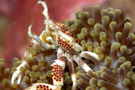 Dive in Bunaken National Park from Gorgeous Siladen! | SeaCrush