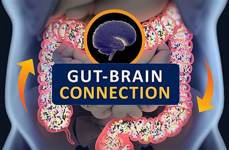 The gut-brain connection - Harvard Health