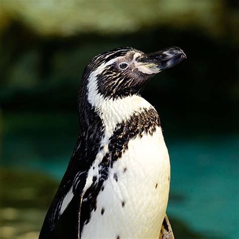 Humboldt Penguin - Jurong Bird Park