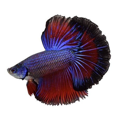 Betta Fish Black | Halfmoon betta, Betta, Siamese fighting fish