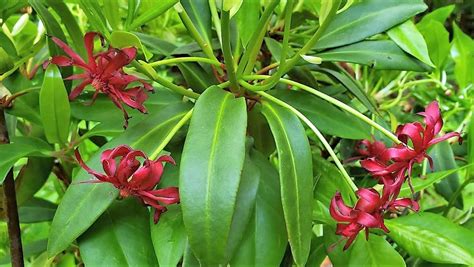 Florida anise is an underused native shrub