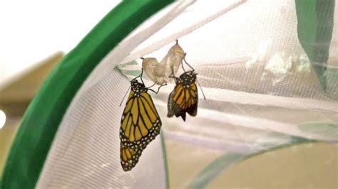 Monarch Butterfly Hatching Time Lapse - YouTube