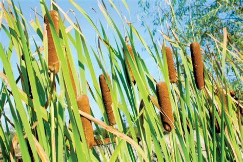 Picture This: Cat Tails! | News, Sports, Jobs - News and Sentinel