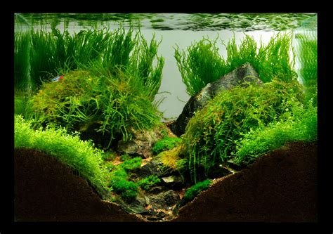 Cantdawn's NanoScape 25x30x25 | Betta fish, Aquascape, Betta