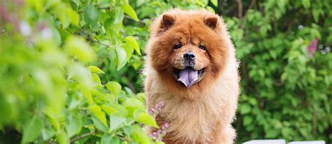 Chinese dogs: 9 unique dog breeds originating from China