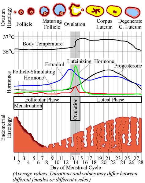 File:MenstrualCycle.png - Wikimedia Commons