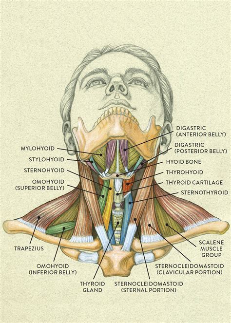 Neck Muscle Diagram - Head And Neck Anatomy Png Images Pngwing - Angas ...