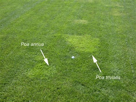 Control Methods: Poa Annua | SePRO Corporation