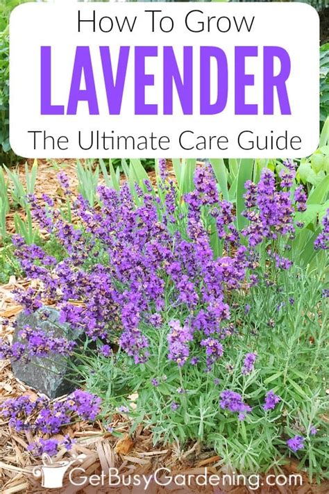 Lavender Plant Care & Complete Growing Guide - Get Busy Gardening