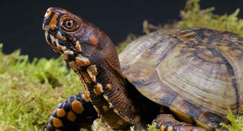 Box Turtle Pet Facts - 22 Amazing Things About Box Turtles