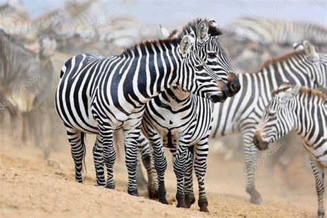 Zebras in the big herd during the great migration in masai mara — Stock ...