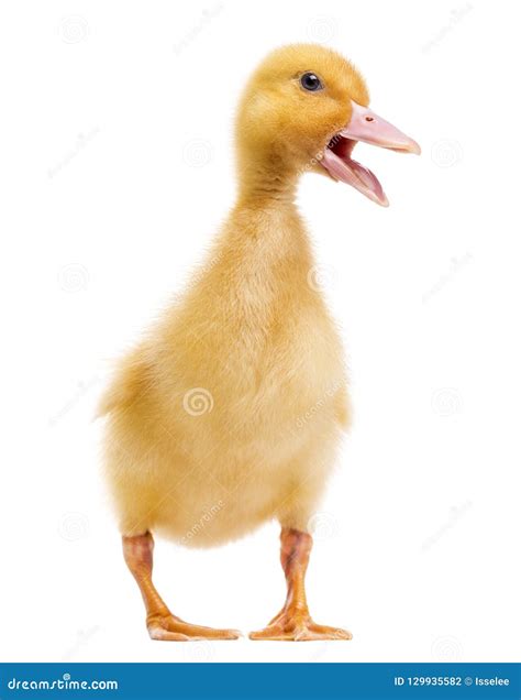 Duckling 7 Days Old Quacking, Isolated Stock Photo - Image of white, open: 129935582