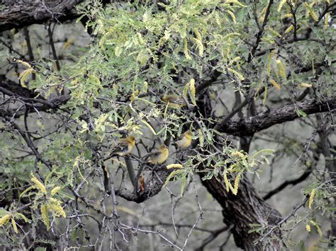 Lesser Goldfinch - NestWatch